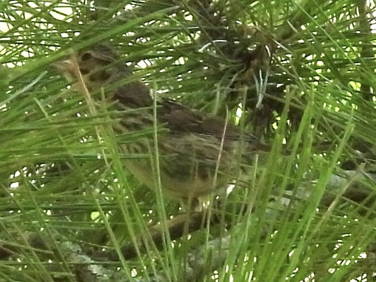 finch sp. - ML639681524
