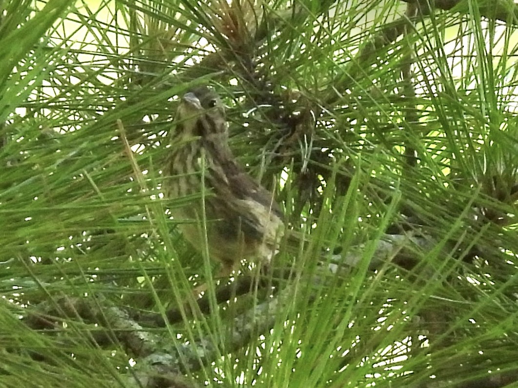 finch sp. - ML639681525