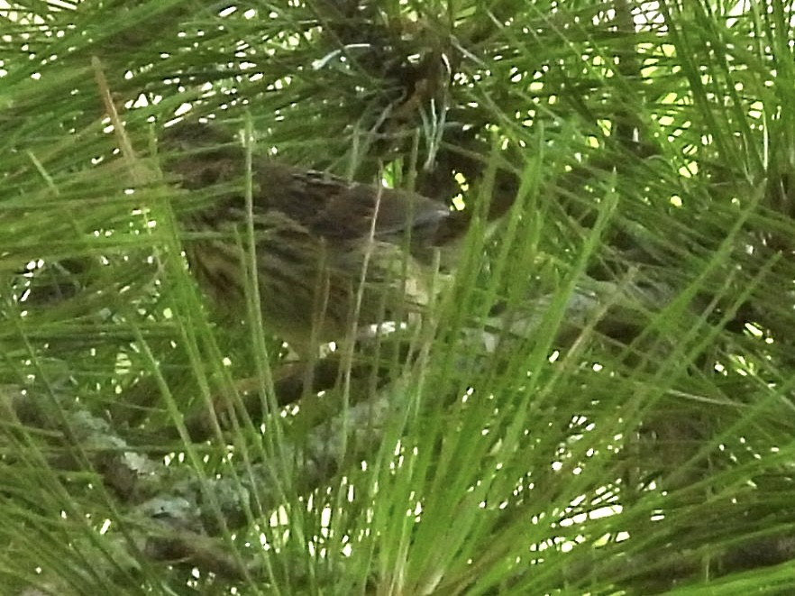 finch sp. - ML639681526
