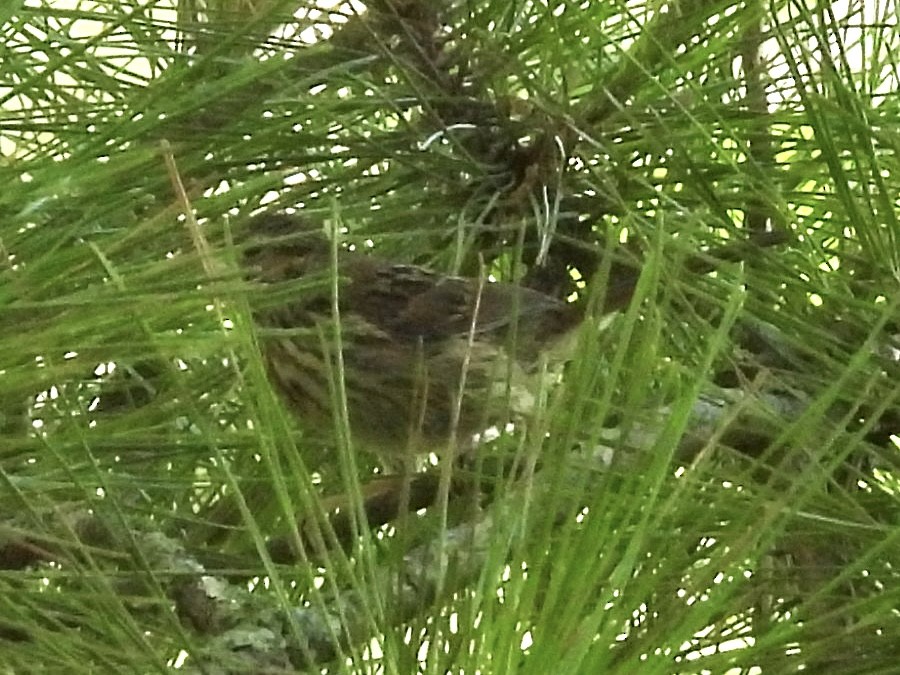 finch sp. - ML639681527