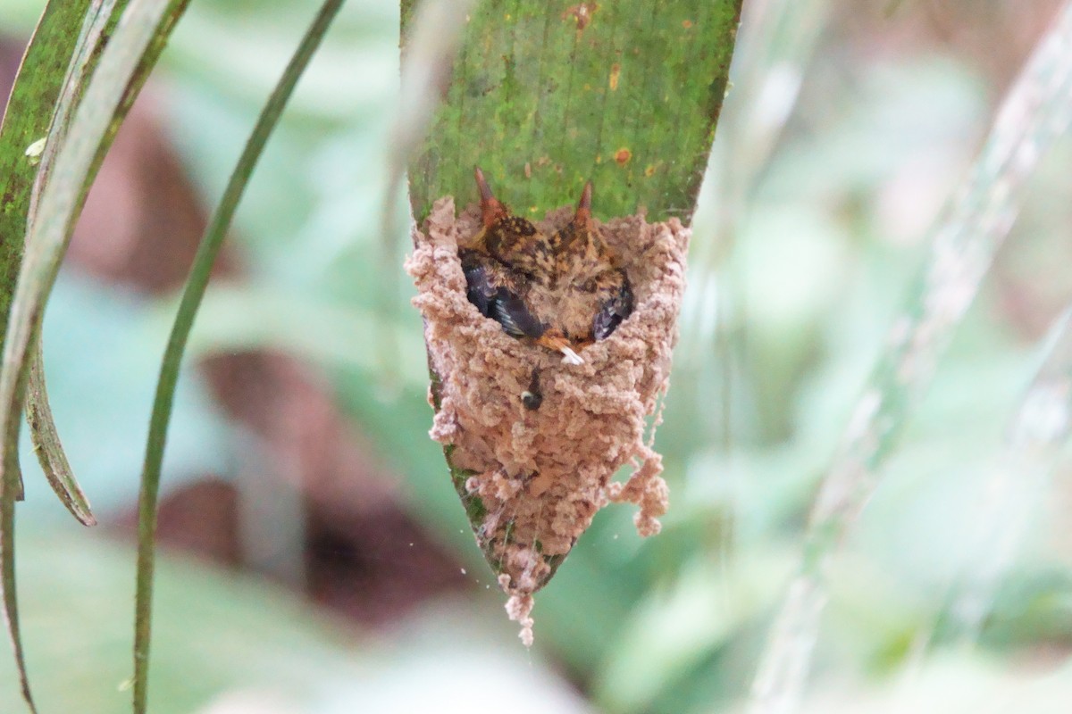 Needle-billed Hermit - ML639681534