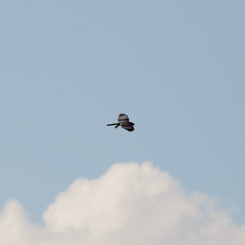 Levant Sparrowhawk - ML639681664