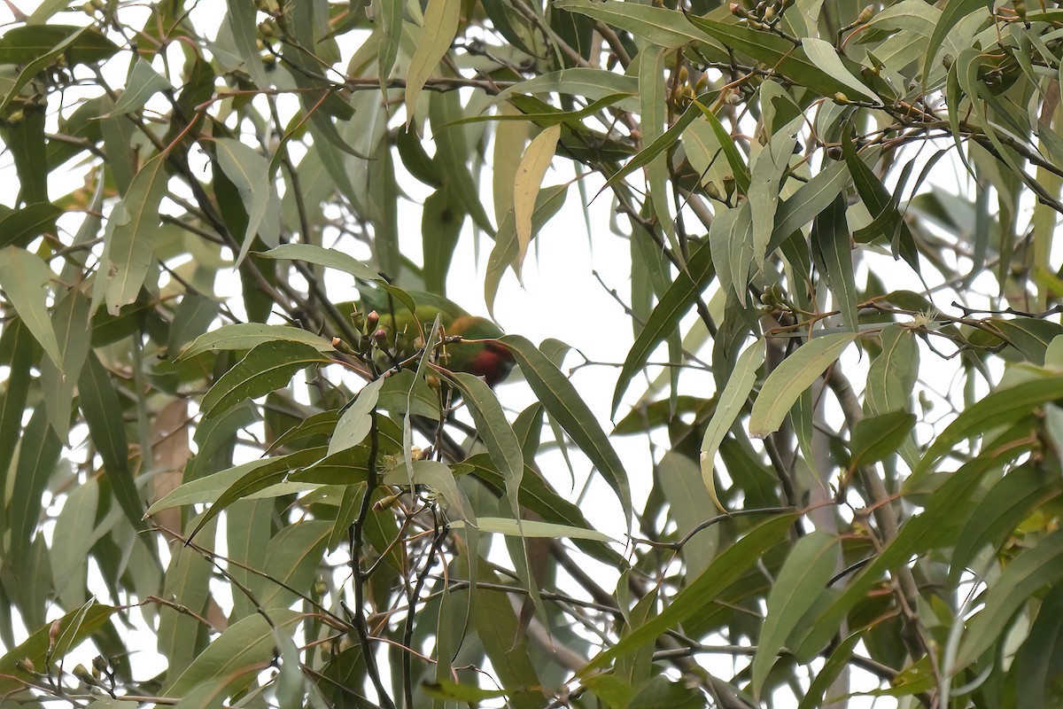 Little Lorikeet - ML639681752