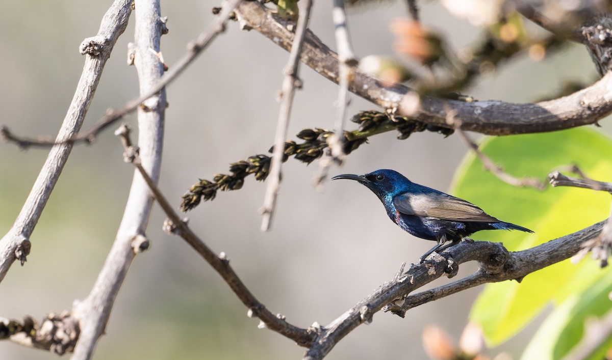 Purple Sunbird - ML639681828