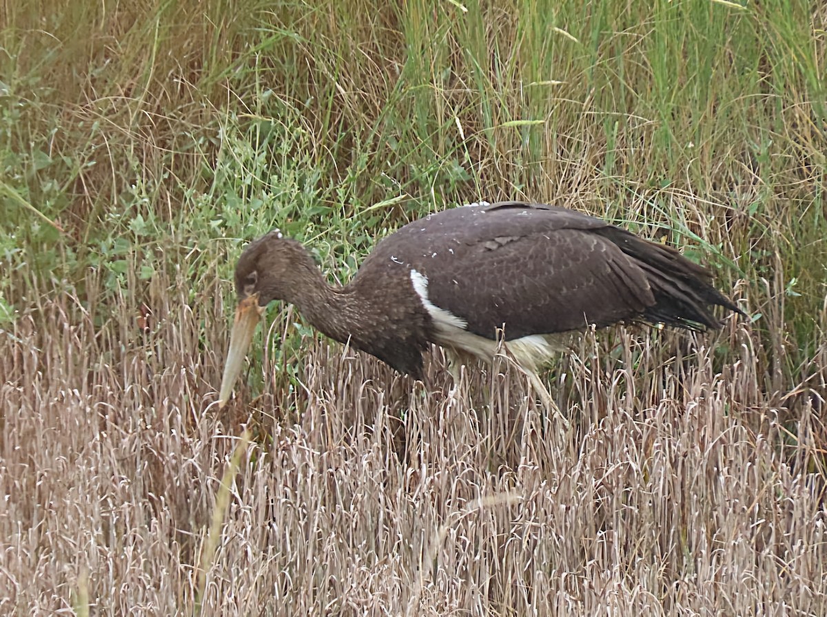 Black Stork - ML639681906