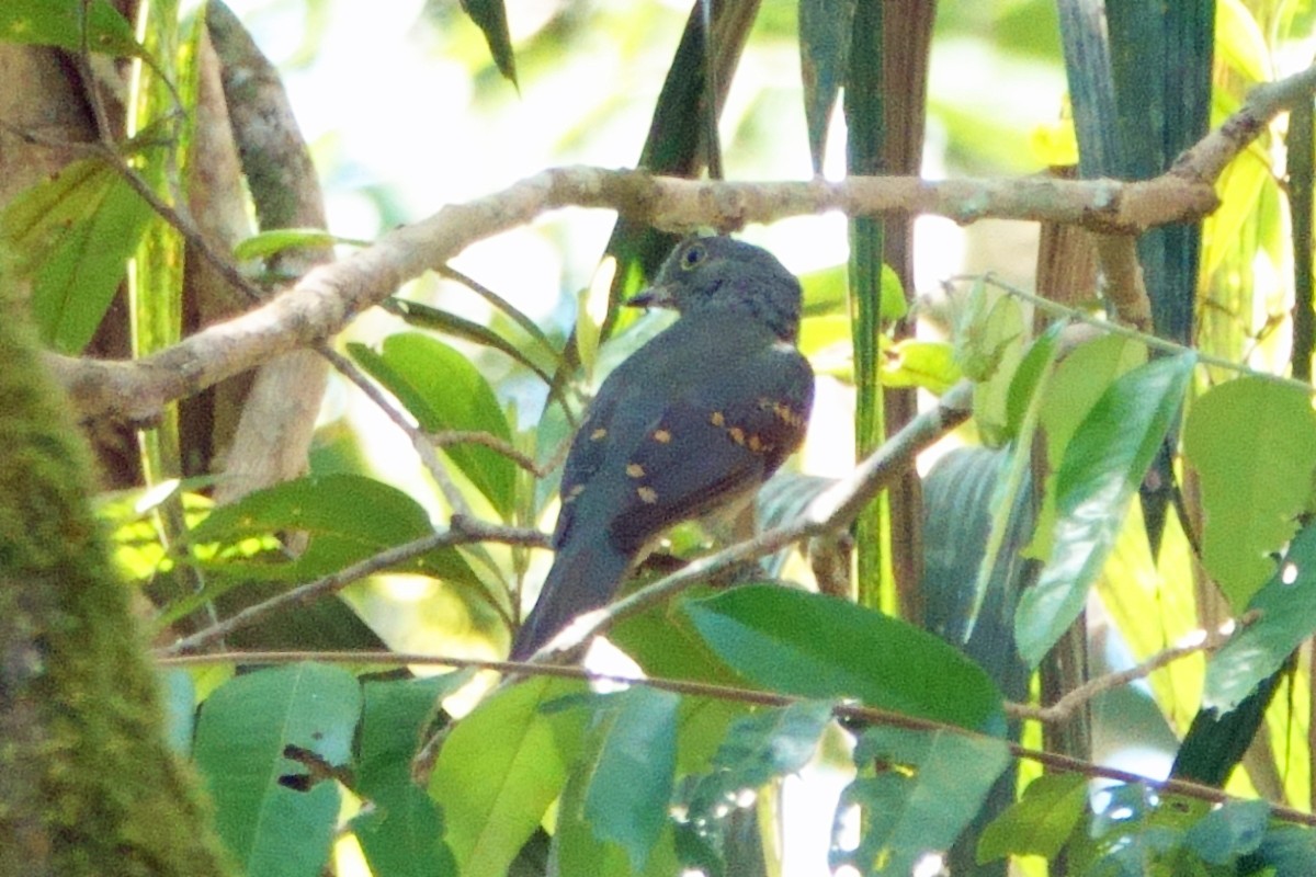 Cinereous Mourner - ML639681924