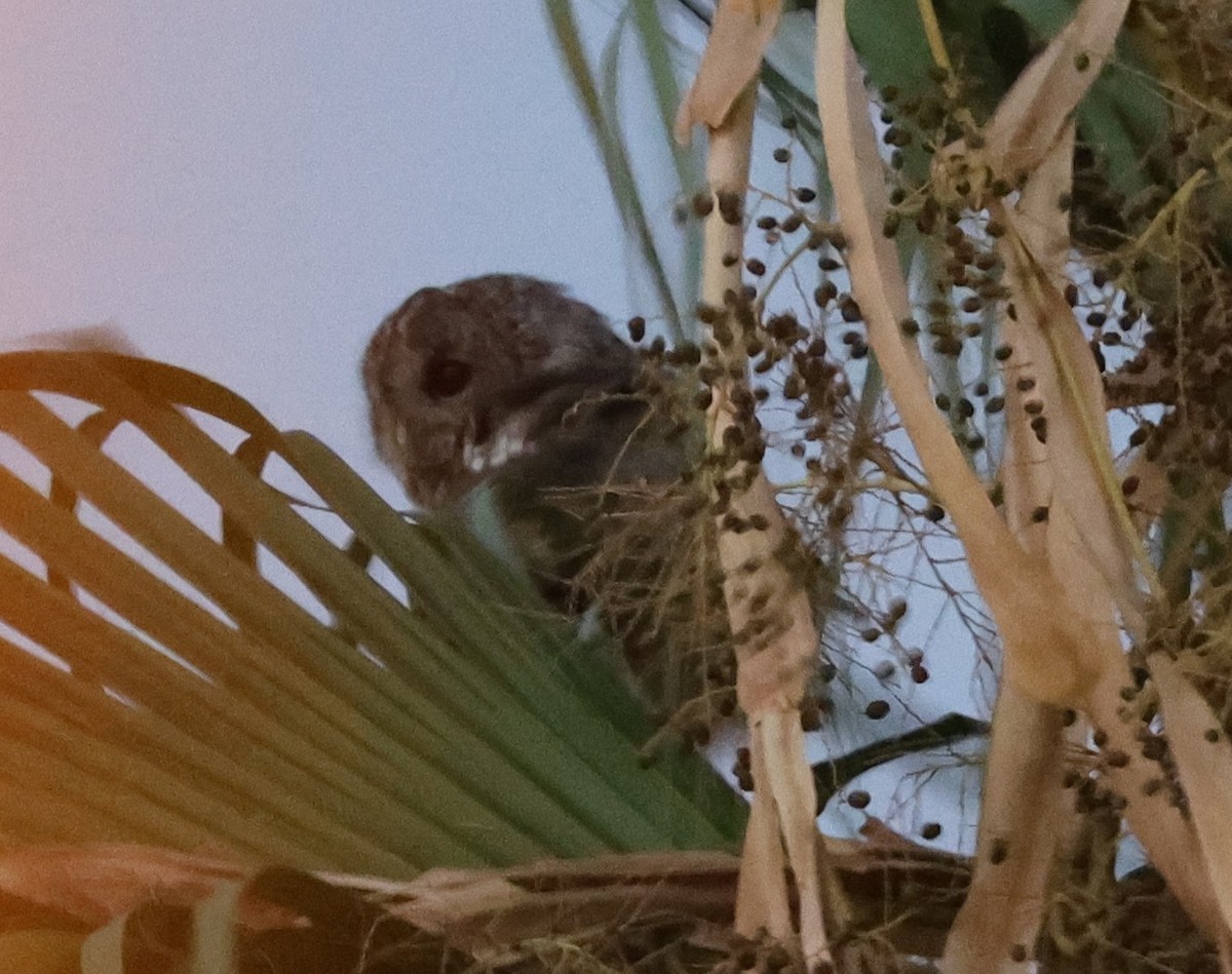 Maghreb Owl - ML639681934