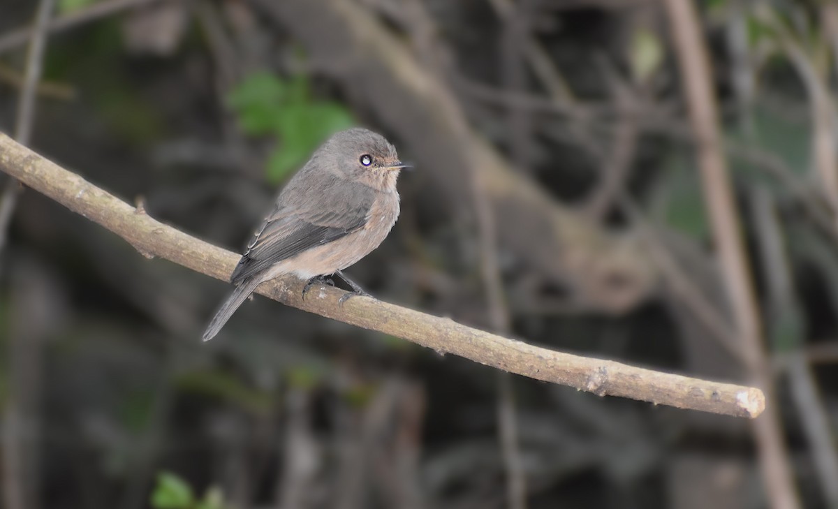 African Dusky Flycatcher - ML639681935