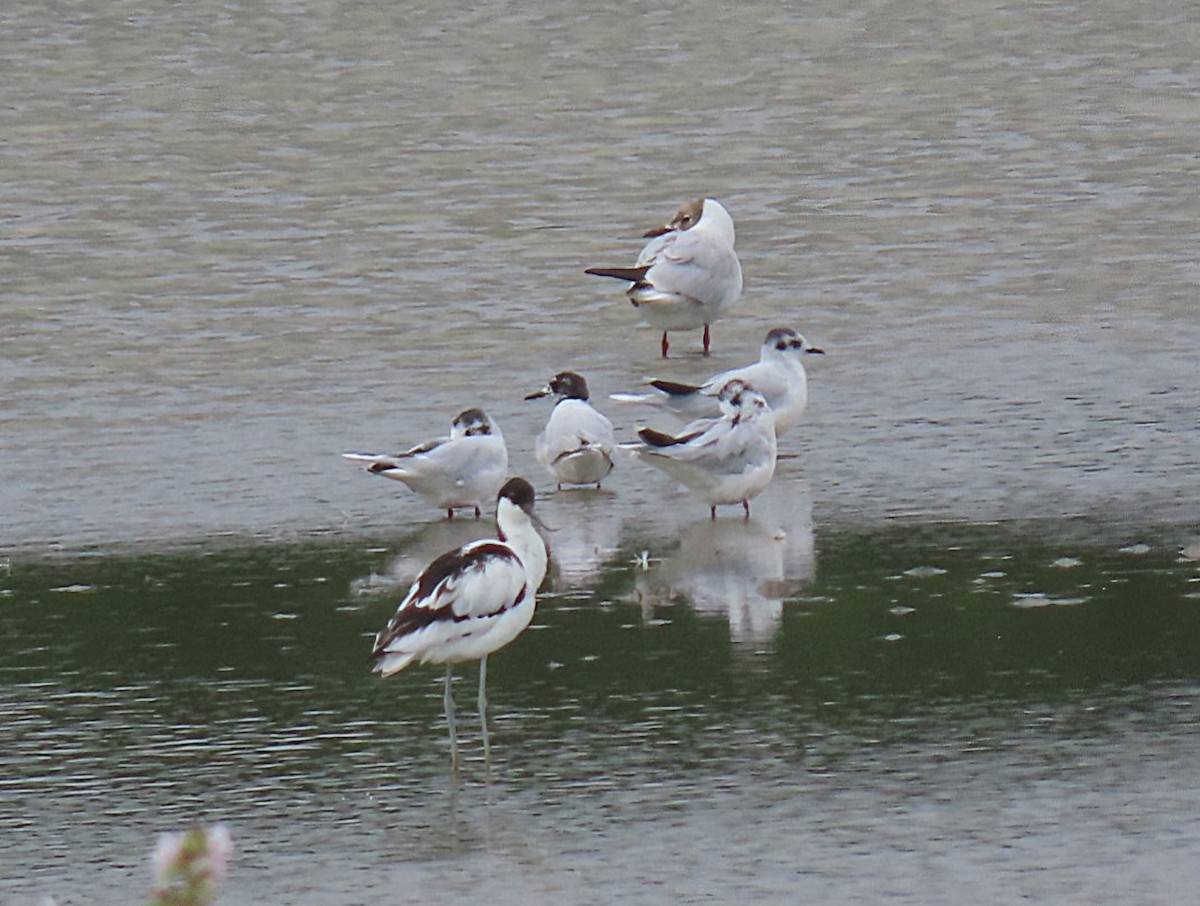 Little Gull - ML639681962