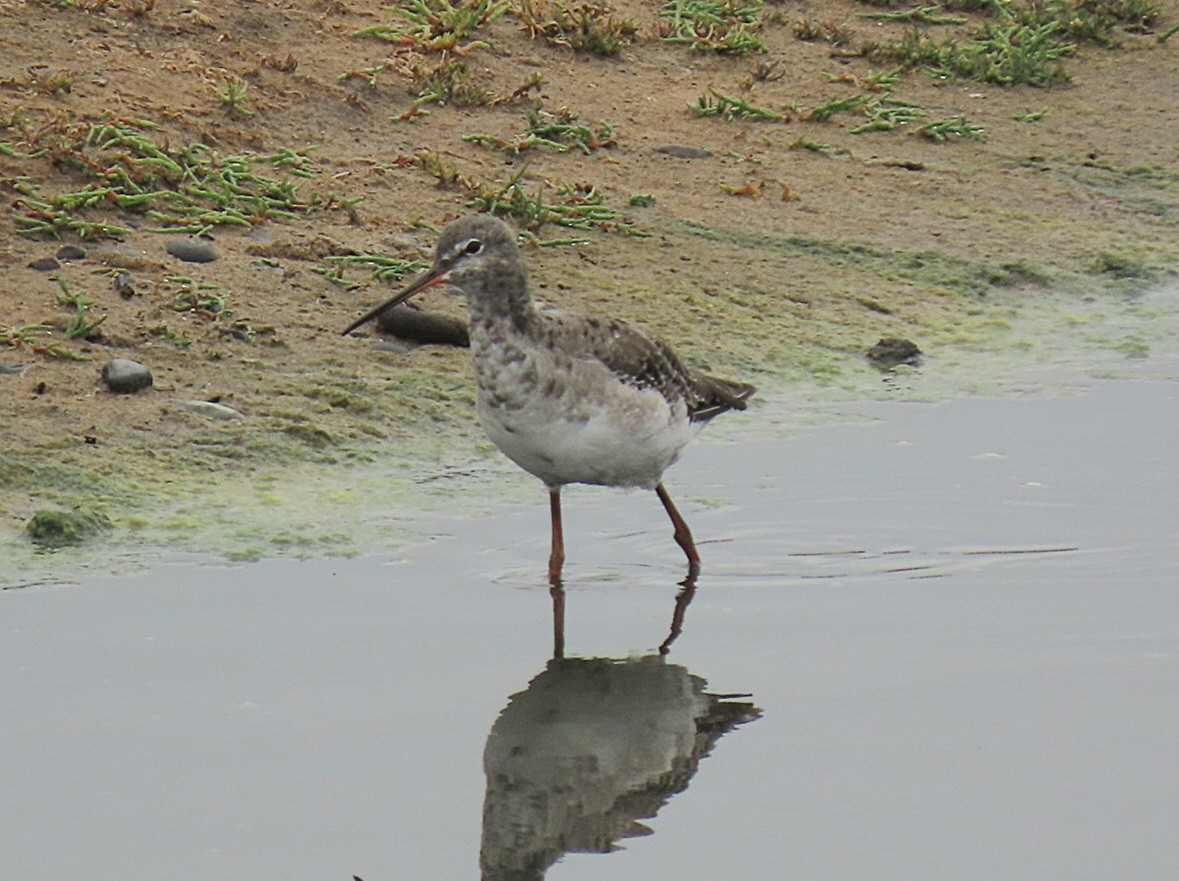 Spotted Redshank - ML639681999