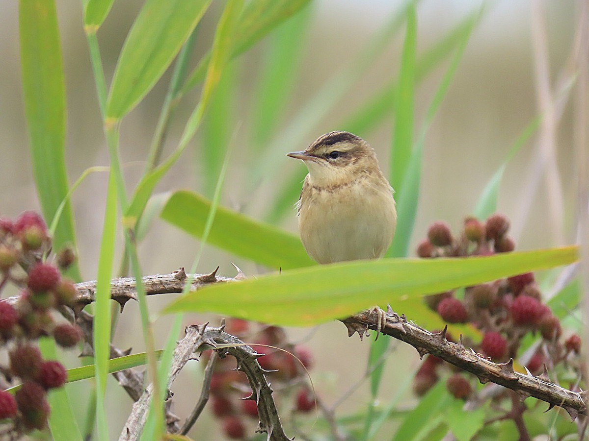 Sedge Warbler - ML639682007