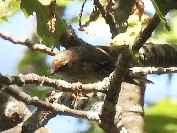 Yellow-rumped Warbler (Myrtle) - ML639682015