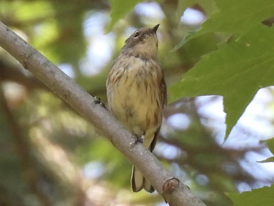 Yellow-rumped Warbler (Myrtle) - ML639682017