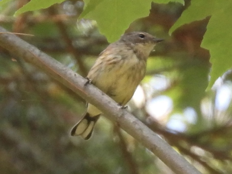 Yellow-rumped Warbler (Myrtle) - ML639682018