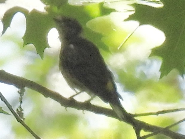 Yellow-rumped Warbler (Myrtle) - ML639682020