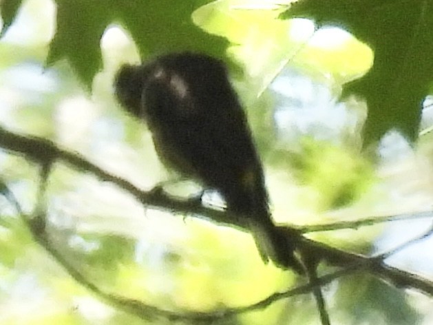 Yellow-rumped Warbler (Myrtle) - ML639682021