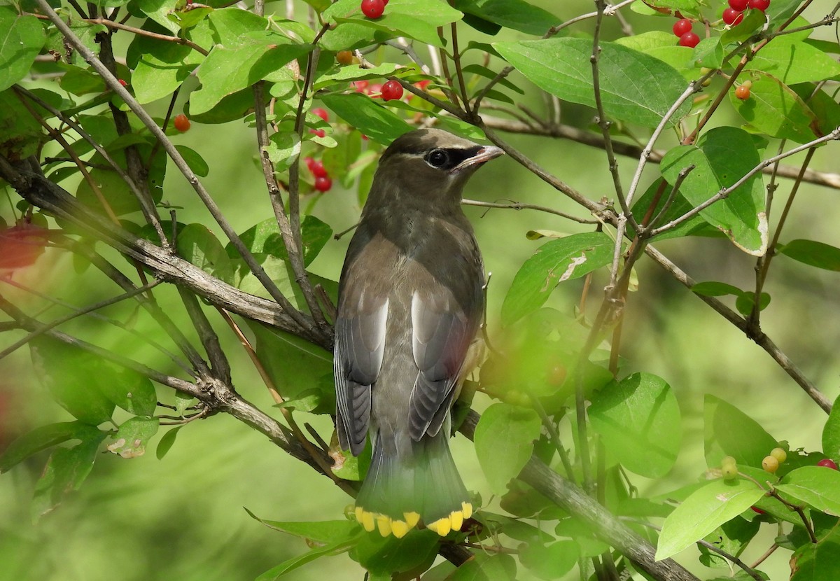 Cedar Waxwing - ML639682031