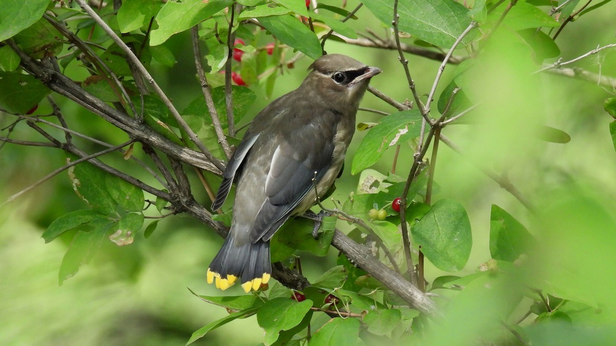 Cedar Waxwing - ML639682032