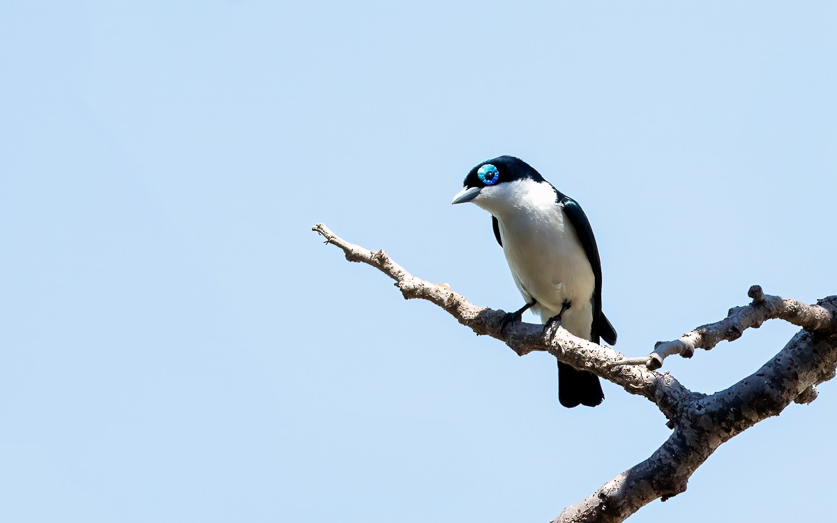 Chabert Vanga (White-tailed) - ML639682094