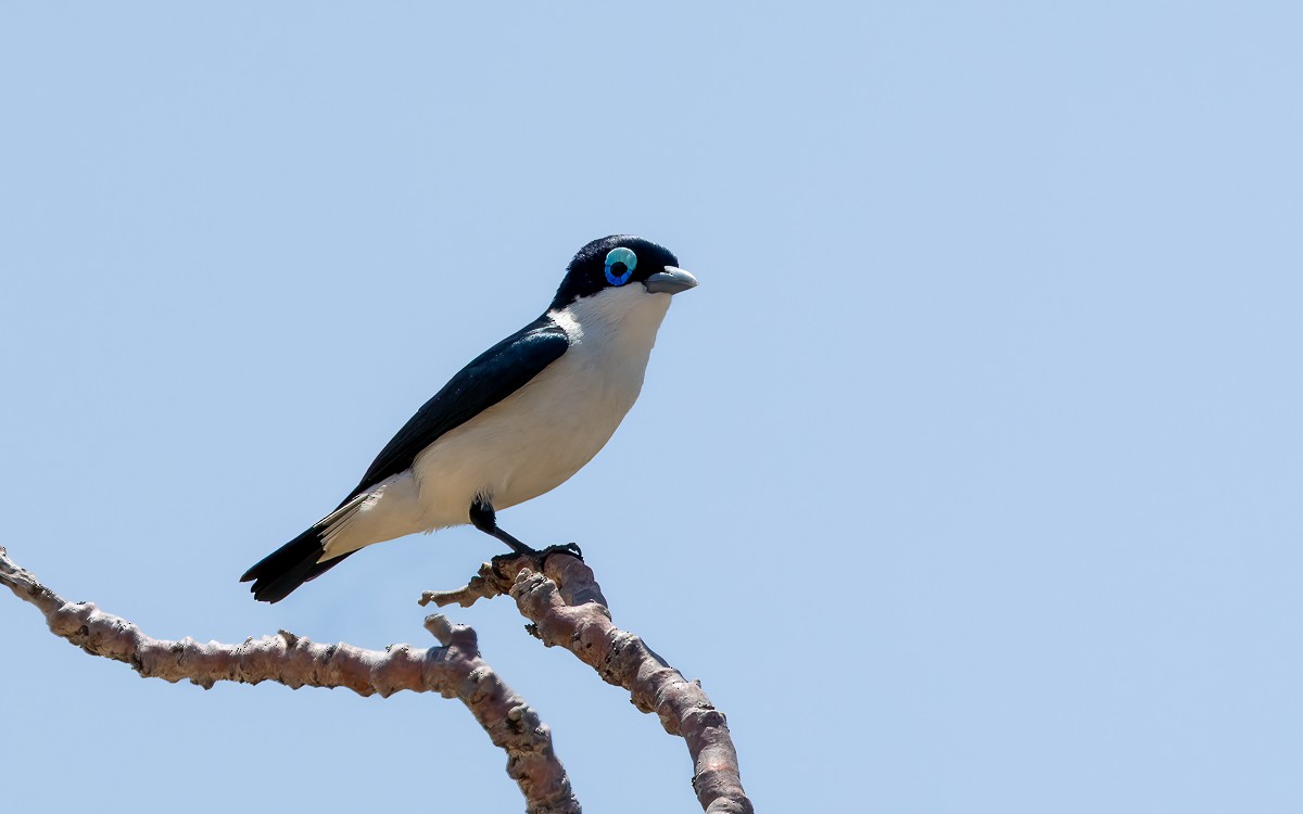 Chabert Vanga (White-tailed) - ML639682095