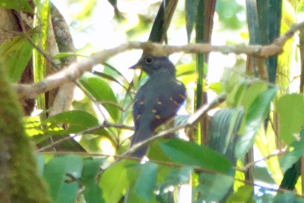 Cinereous Mourner - ML639682115