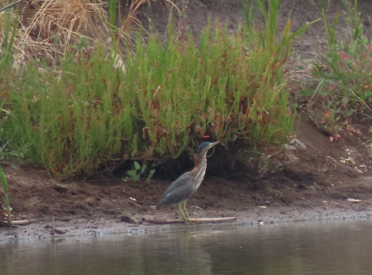 Green Heron - ML639682177