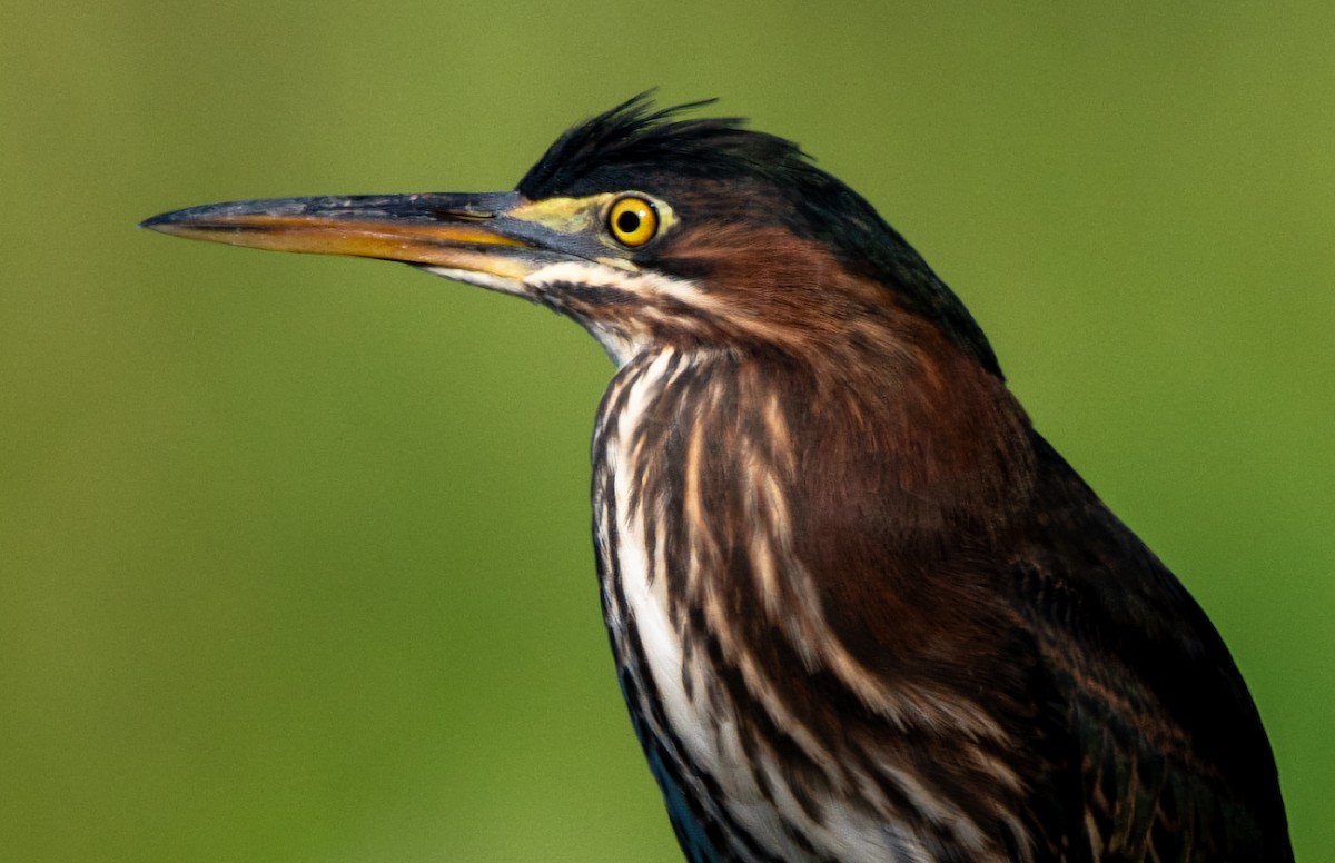 Green Heron - ML639682178