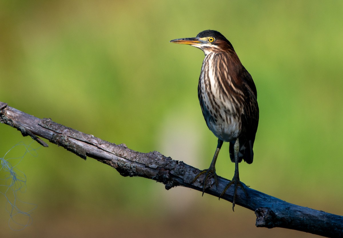 Green Heron - ML639682179