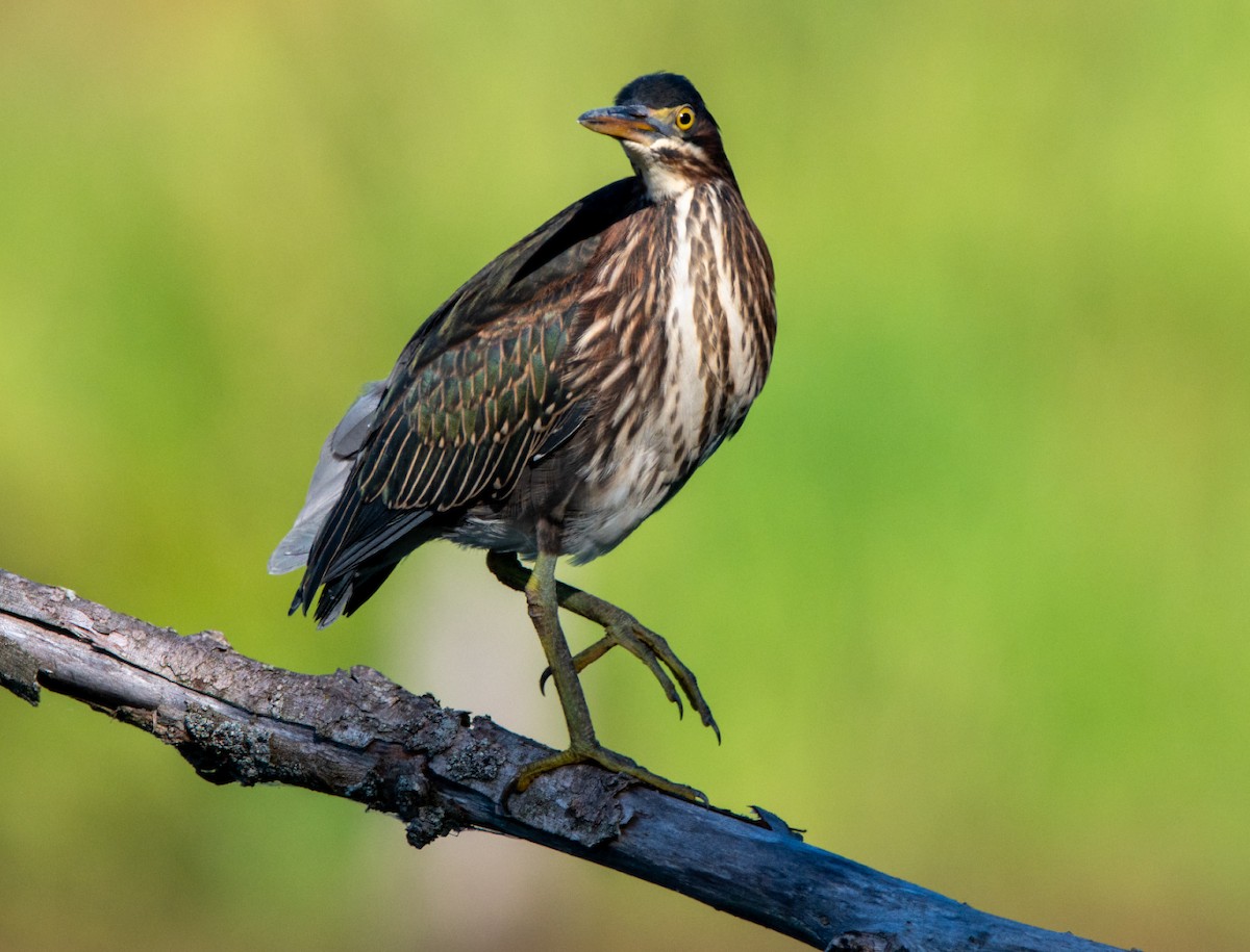 Green Heron - ML639682180