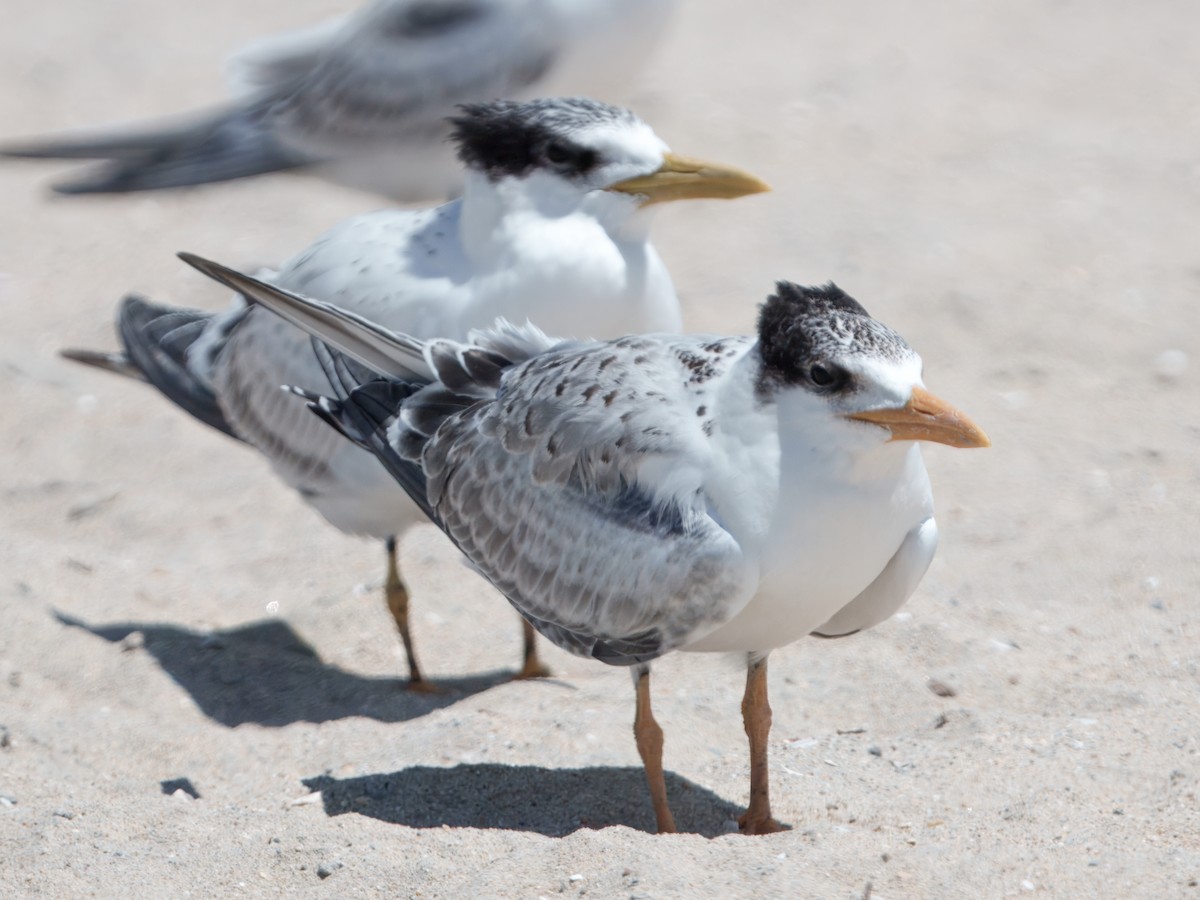 Royal Tern - ML639682181