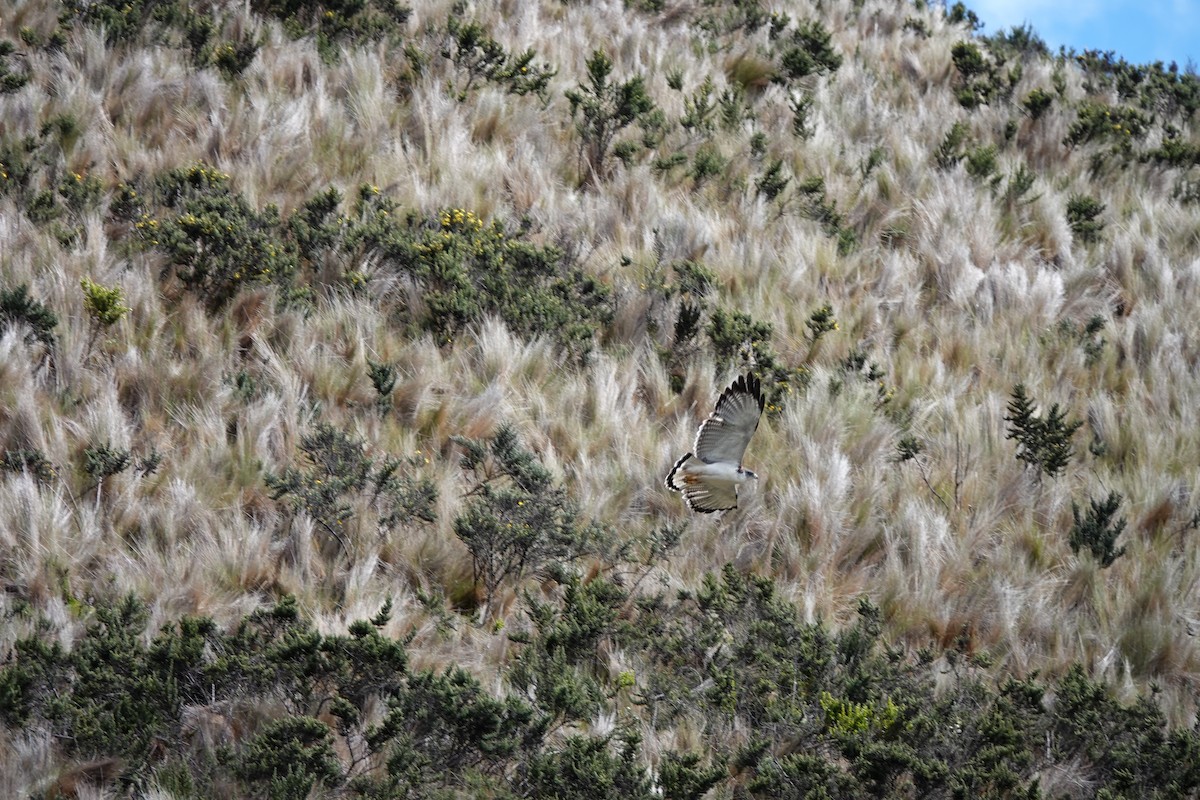 Variable Hawk - ML639682182