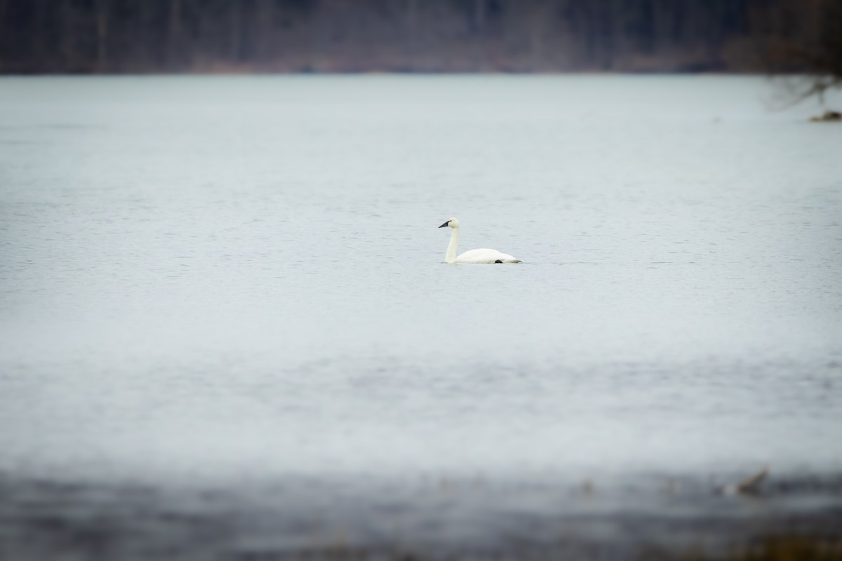Tundra Swan - ML639682185