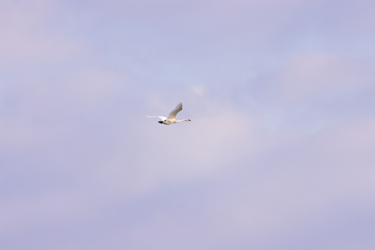 Tundra Swan - ML639682186