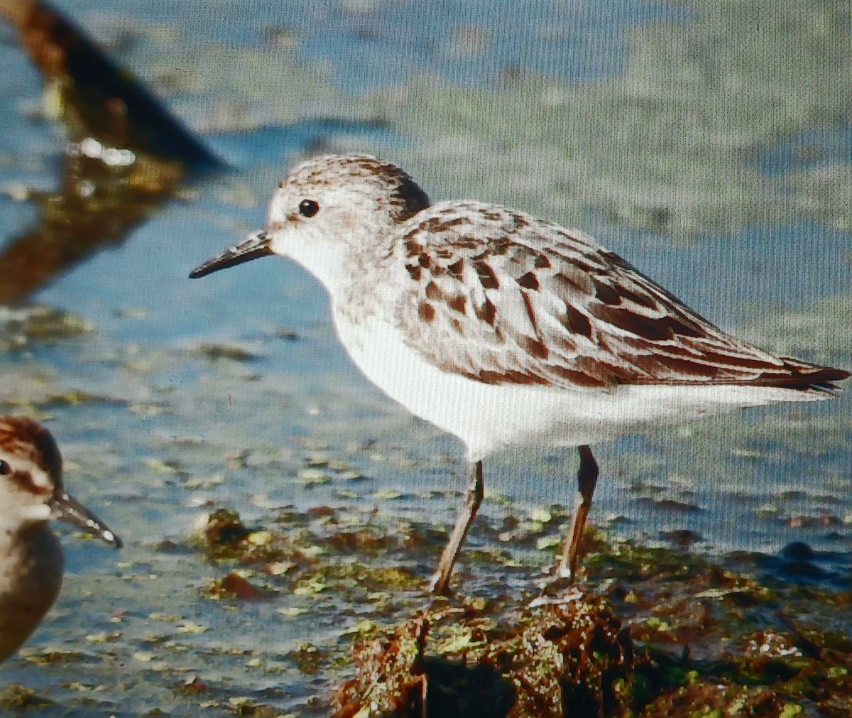 Semipalmated Sandpiper - ML639682188