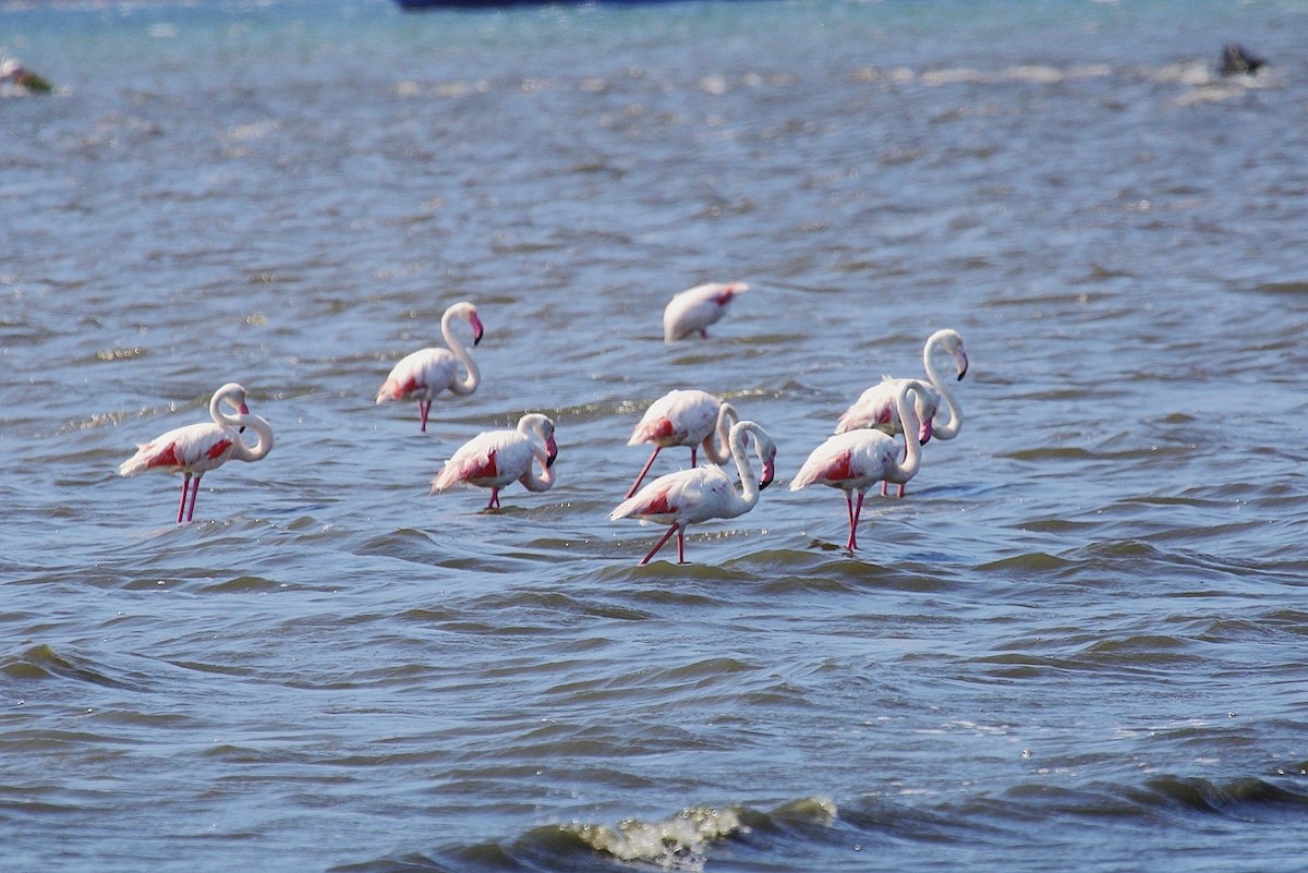 Greater Flamingo - ML639682189