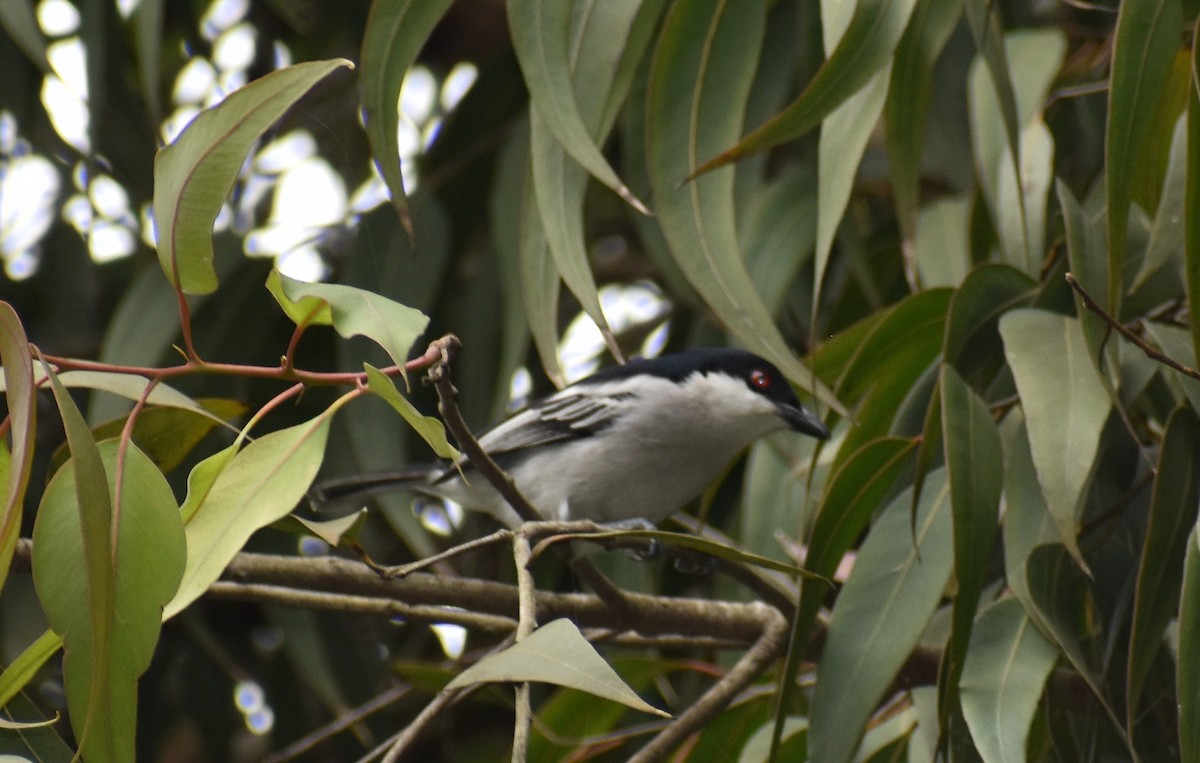 Black-backed Puffback - ML639682190
