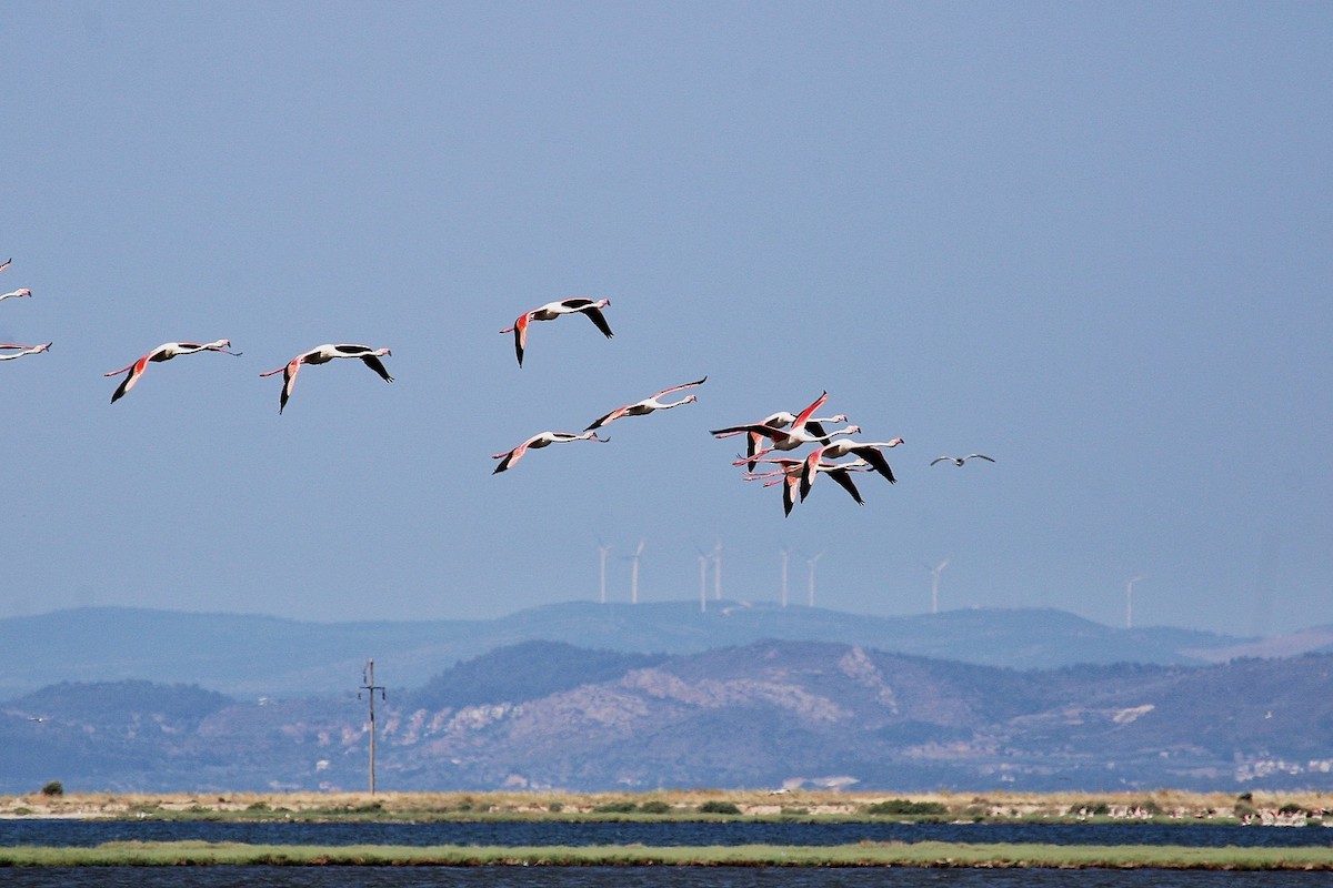 Greater Flamingo - ML639682191