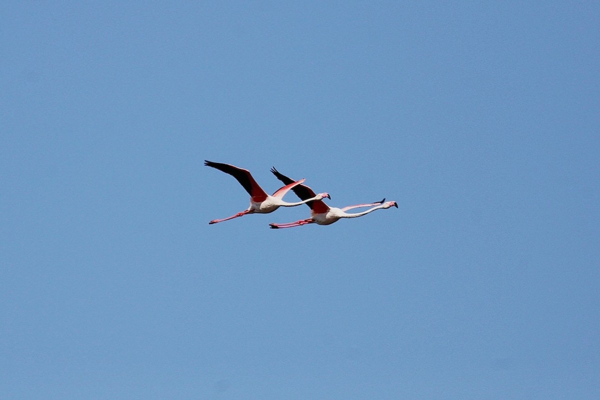 Greater Flamingo - ML639682192