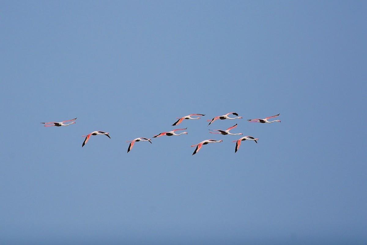 Greater Flamingo - ML639682193