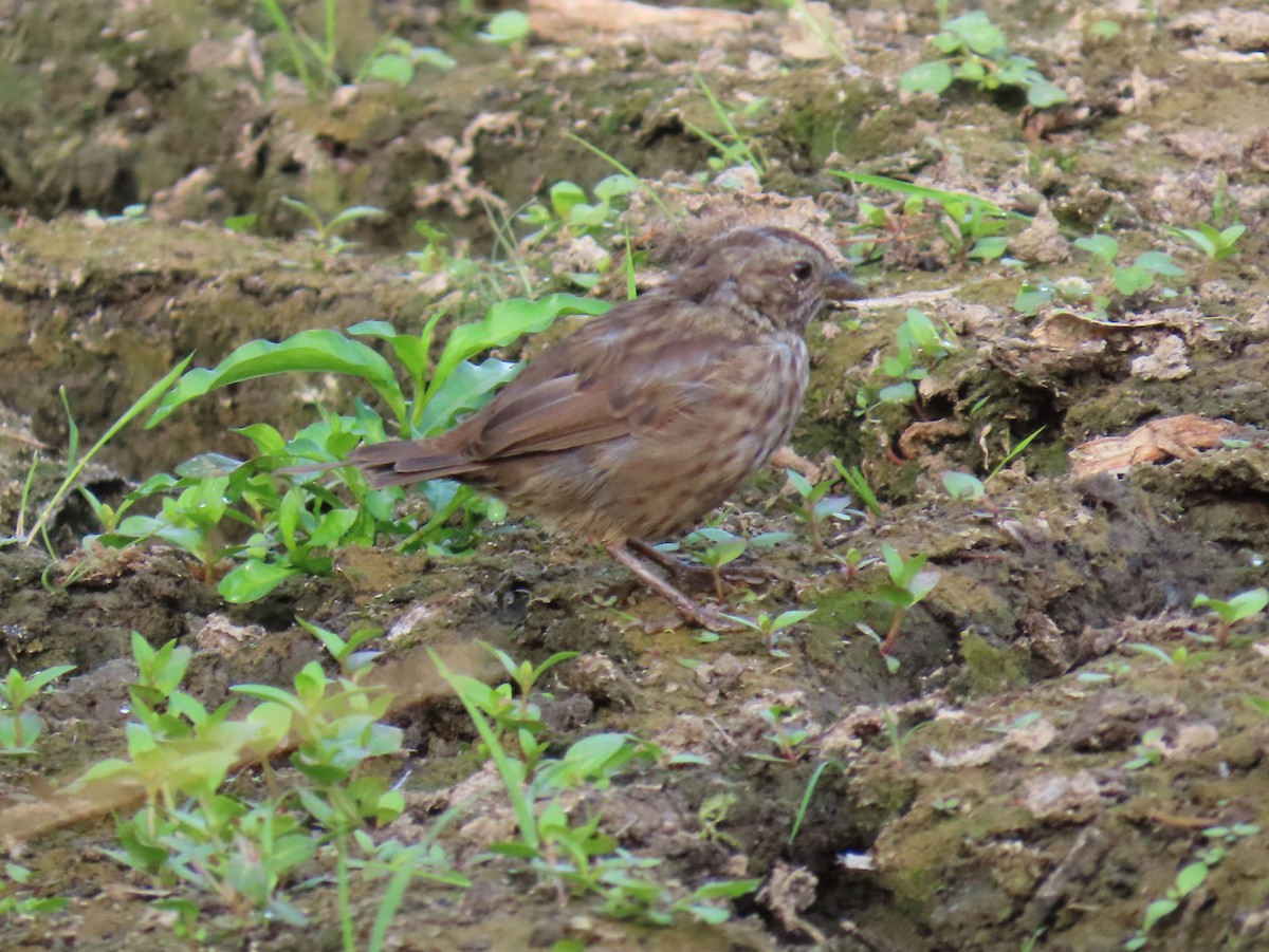 Song Sparrow - ML639682194