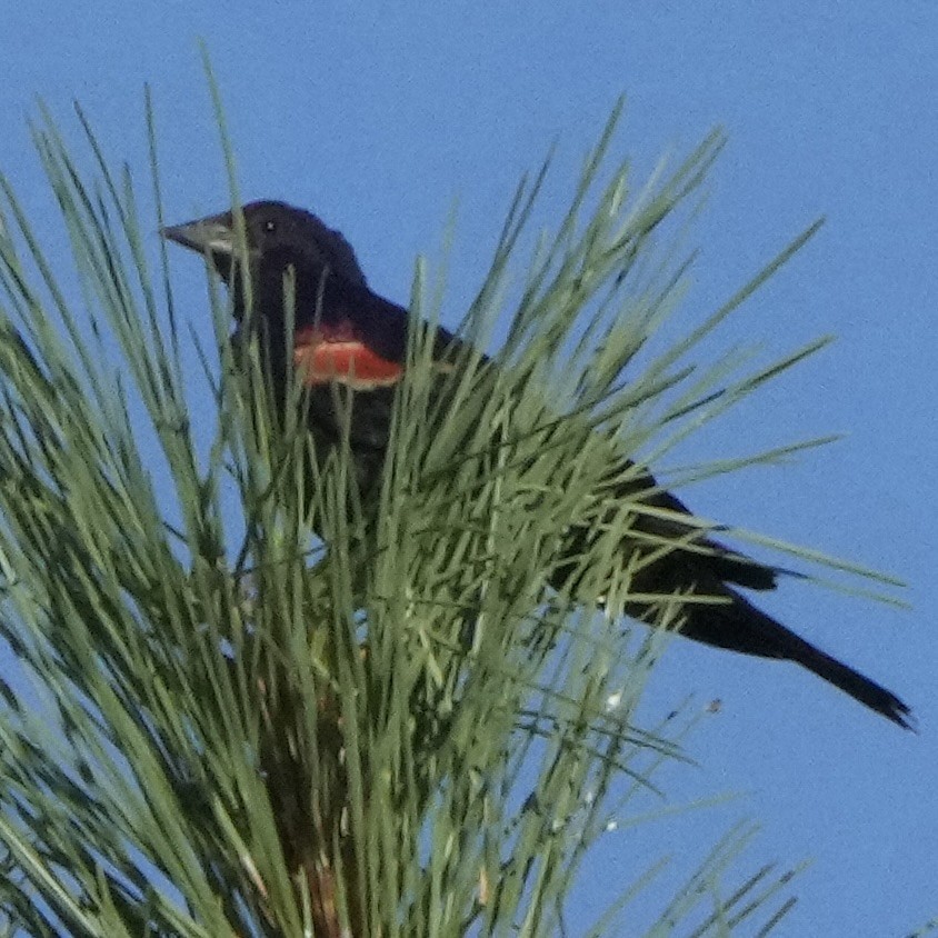 Red-winged Blackbird - ML639682198