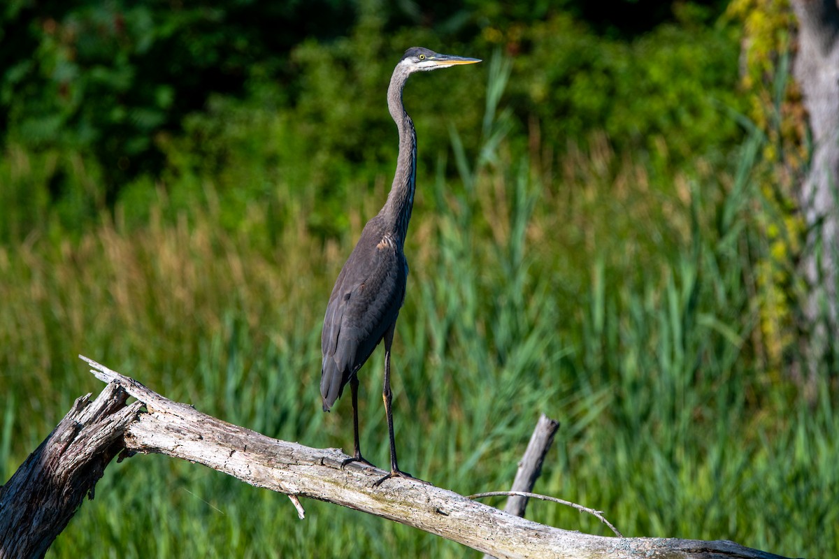 Great Blue Heron - ML639682204