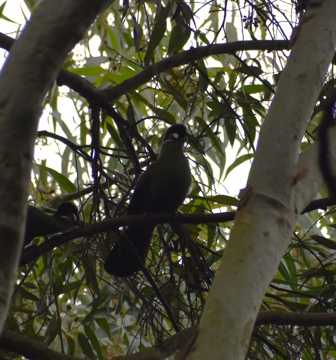 Hartlaub's Turaco - ML639682205
