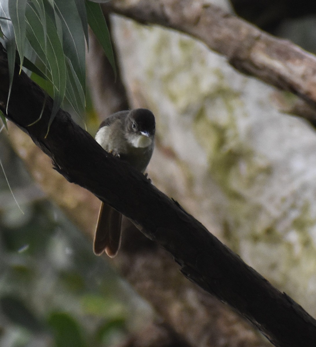 Cabanis's Greenbul - ML639682209