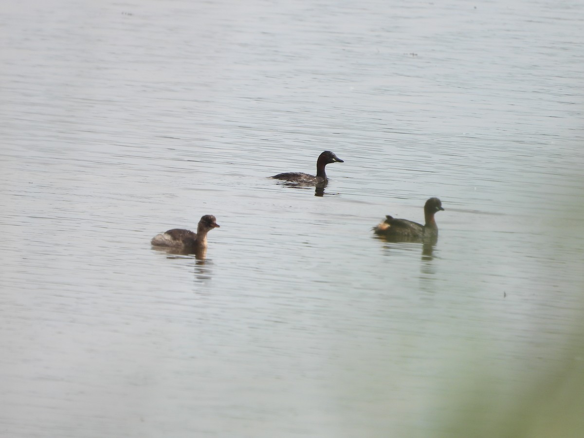 Little Grebe - ML639682210