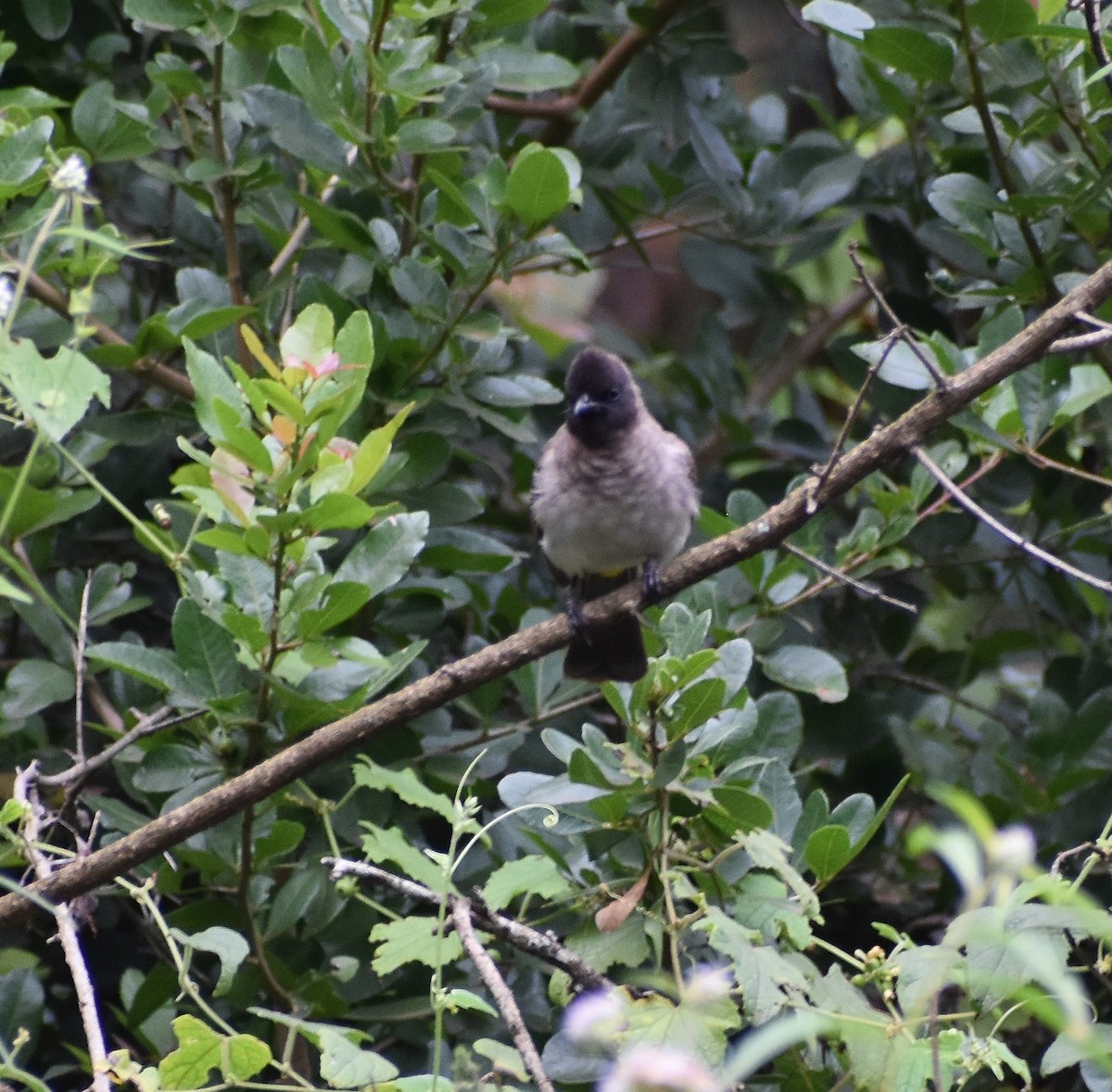 Common Bulbul (Dark-capped) - ML639682211