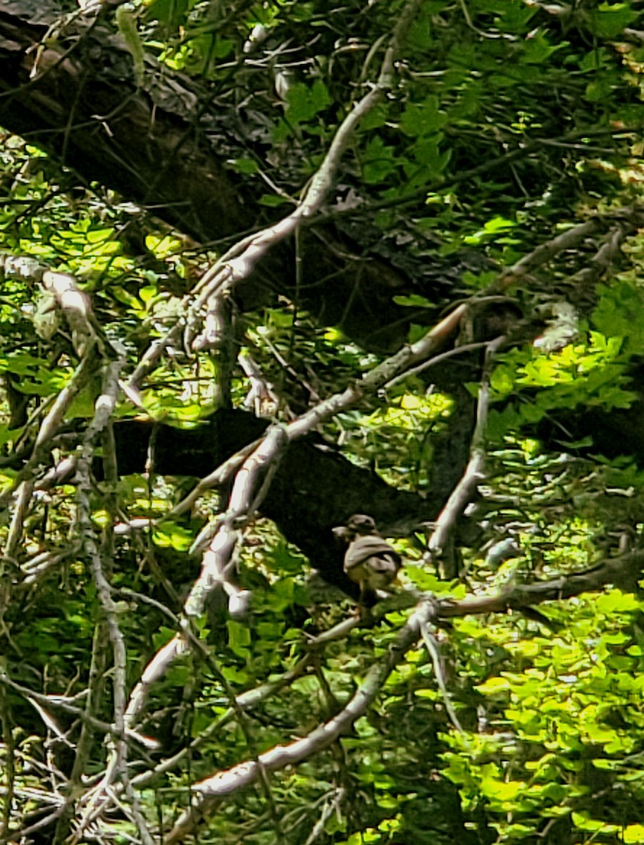 American Robin - ML639682221