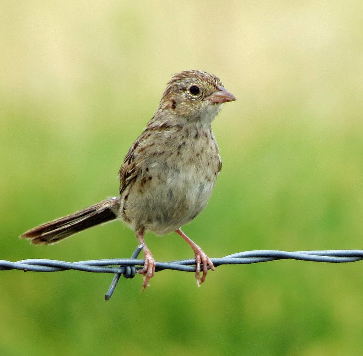 Cassin's Sparrow - ML639682254