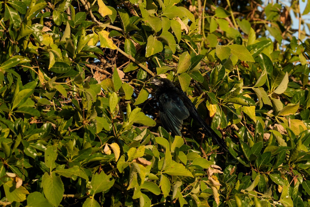 Greater Ani - ML639682257