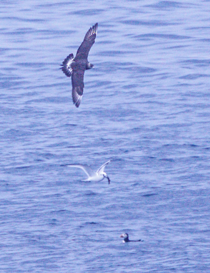 Parasitic Jaeger - ML639682259